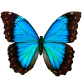 Метелик Морфо - Morpho Peleides — Живі метелики купити з доставкою в  KievFlower. Артикул: 76222